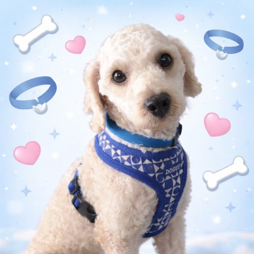 Walter - Cavalier King Charles Spaniel x Poodle Dog