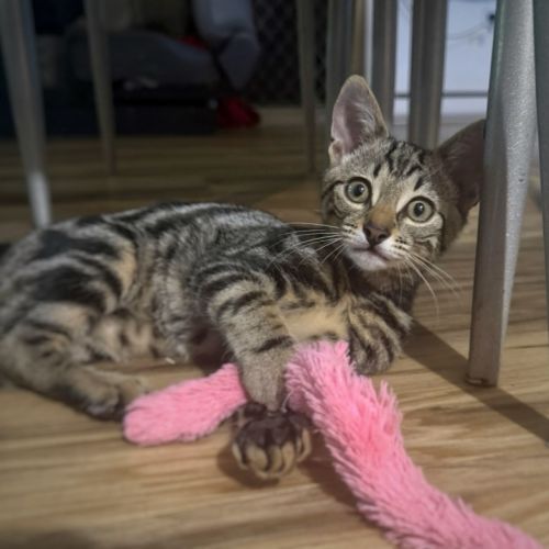 Myles - Domestic Short Hair (DSH) Cat