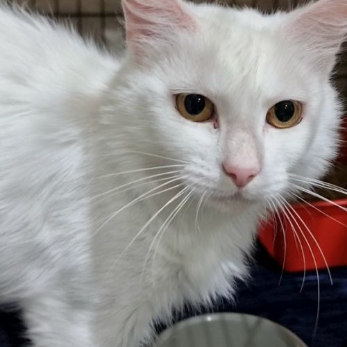 Blanche - Domestic Medium Hair (DMH) Cat