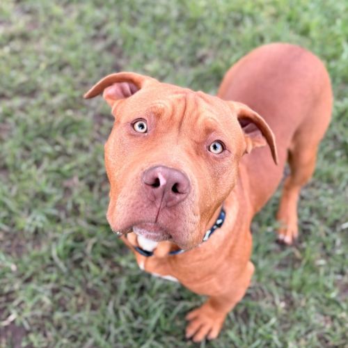 Schooner  - Large Cross Breed Dog