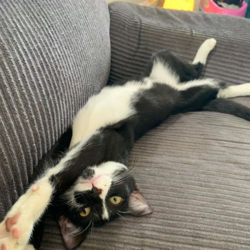 Sage - Domestic Short Hair (DSH) Cat