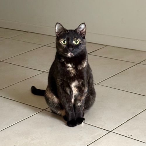 Madame Marissa Moo - Domestic Short Hair (DSH) Cat