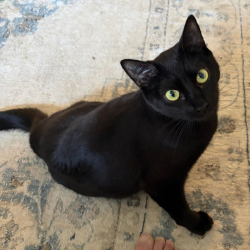 Midnight - Domestic Short Hair (DSH) Cat