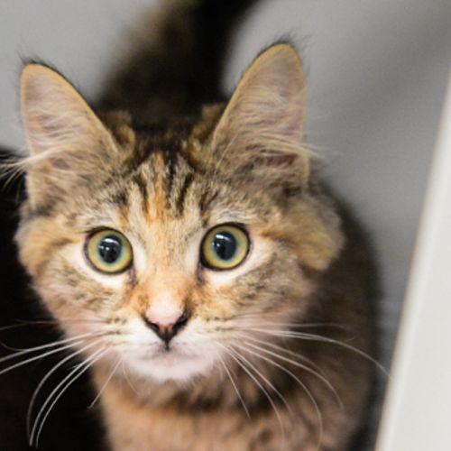 Zoe - Domestic Medium Hair Cat