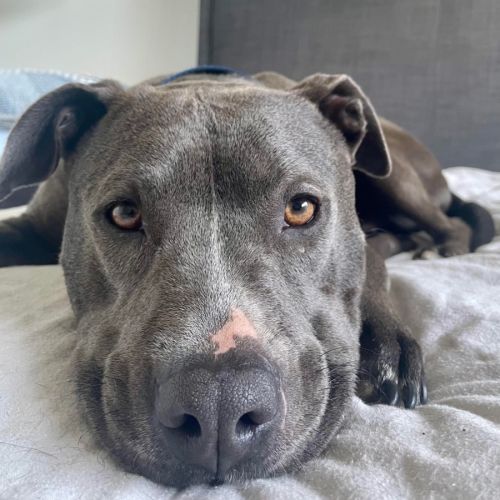 Prince Fiyero - American Staffordshire Terrier Dog