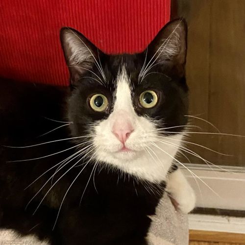 Kazan - Domestic Short Hair (DSH) Cat