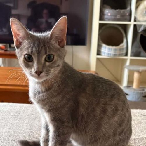 Anne - Domestic Short Hair (DSH) Cat