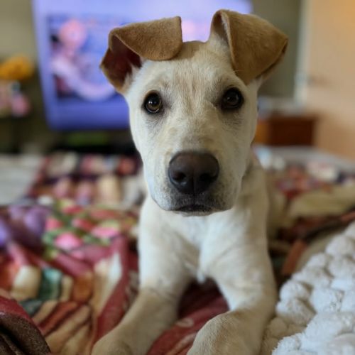 Lottie - Catahoula Leopard Dog x Labrador Retriever Dog