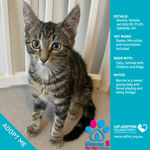 Bonnie - Domestic Short Hair (DSH) Cat