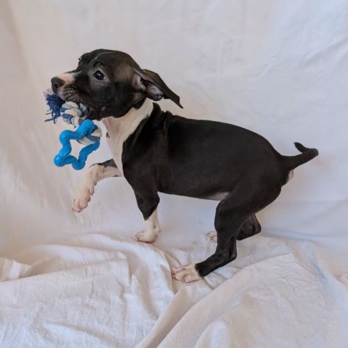 Miss Scarlett - Mixed breed Dog