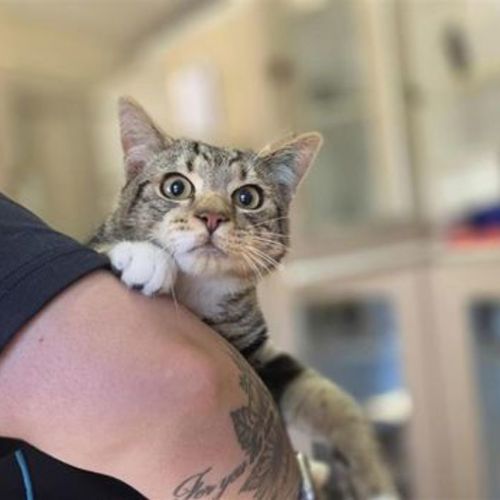 Joker - Domestic Short Hair Cat