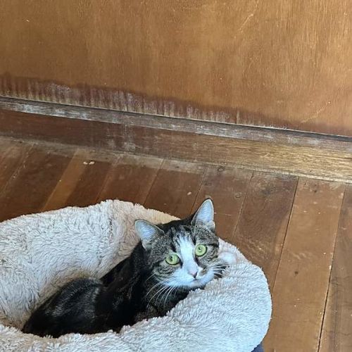 Rebecca - Domestic Short Hair (DSH) Cat