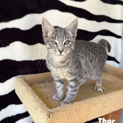 Thor - Domestic Short Hair (DSH) Cat