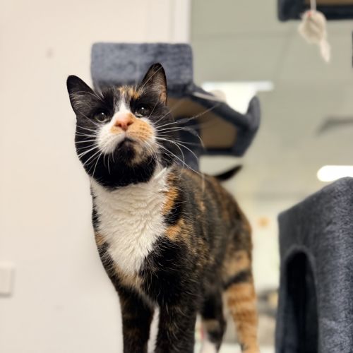 Tully - Dsh Cat