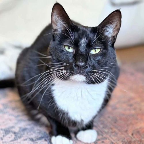 8535 - Maverick - Domestic Short Hair (DSH) Cat