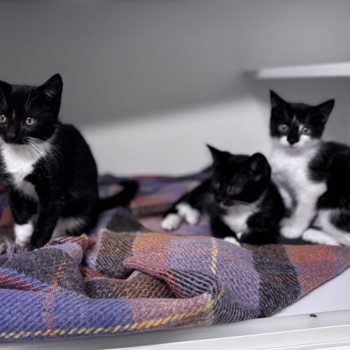 Dale - Domestic Short Hair Cat