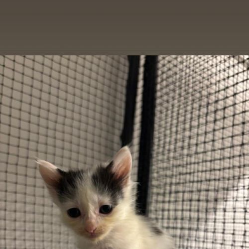 Fern - Domestic Short Hair (DSH) Cat