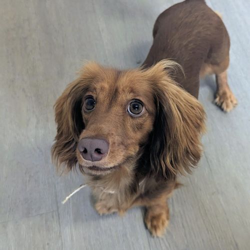 Sugar - Dachshund, Miniature Dog