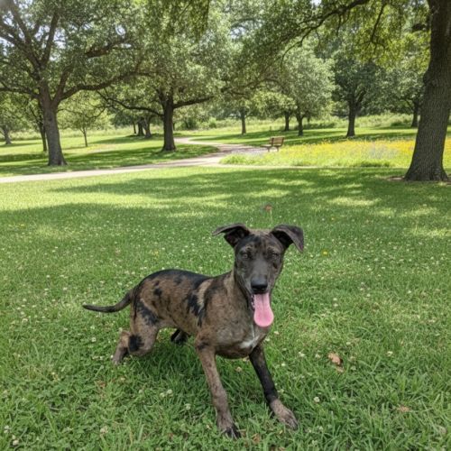 Sally - Catahoula Leopard Dog