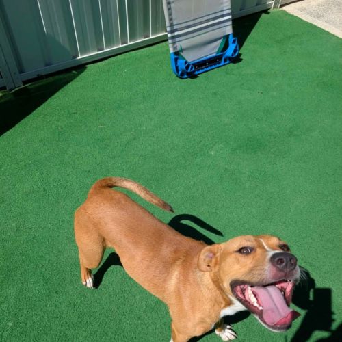 Rudolph - American Staffordshire Terrier Dog