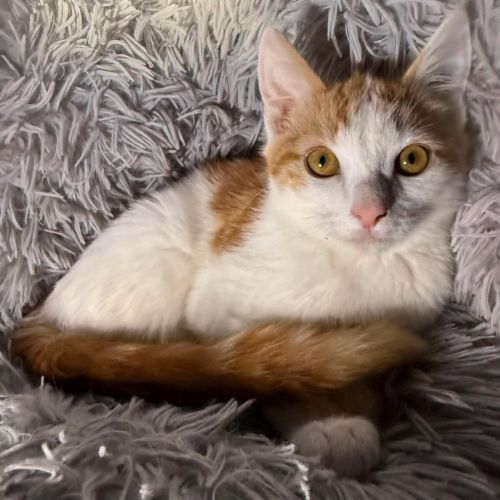Bowser - Domestic Short Hair (DSH) Cat