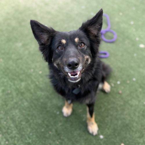 Columbia imp 2004 - Australian Kelpie Dog