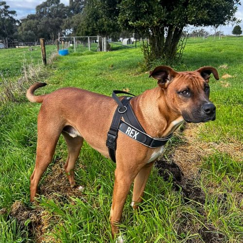 Rex - Mixed breed Dog