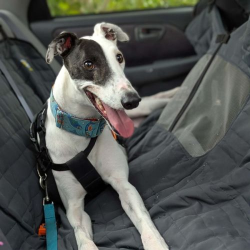 Patch, the greyhound - Greyhound Dog