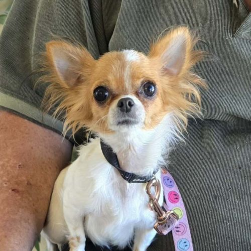 Daisy  - Chihuahua Dog