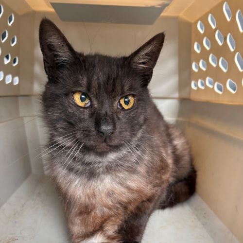 Blacky - Domestic Short Hair (DSH) Cat