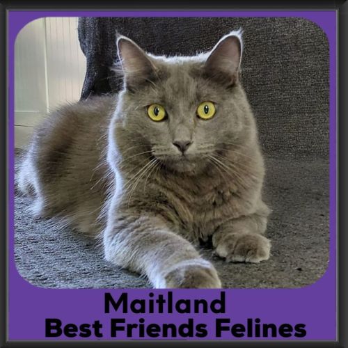 Maitland  - Domestic Medium Hair (DMH) Cat