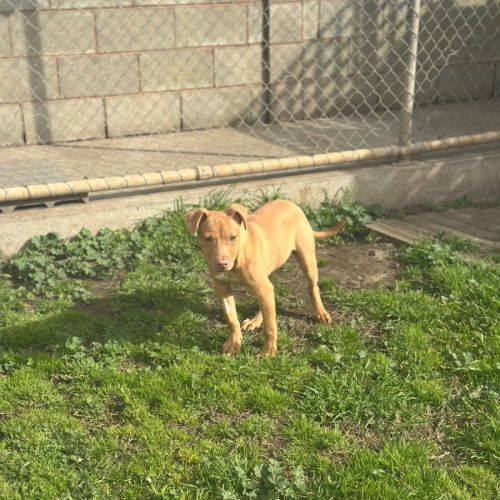 Benny - Staffordshire Bull Terrier Dog