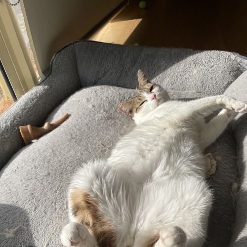 Chuba - Domestic Short Hair (DSH) Cat