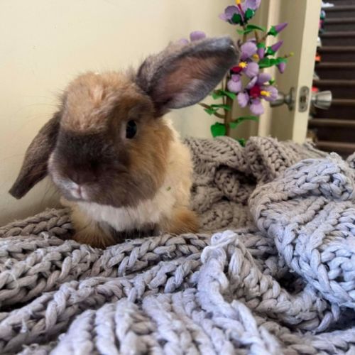 Jagger - Cashmere Lop Rabbit