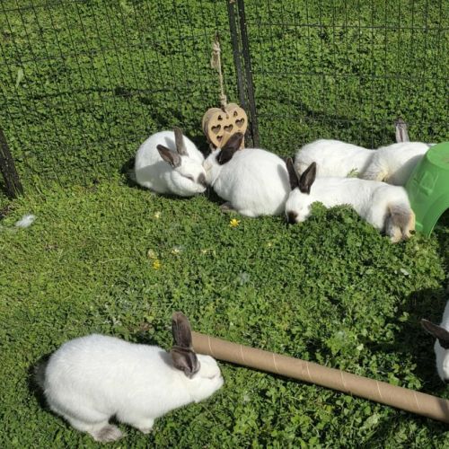 Gem stone litter - Flemish Giant Rabbit