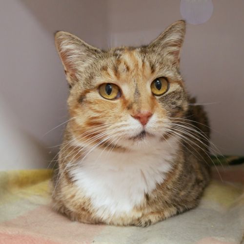 Bridgida SUA014607 - Domestic Short Hair Cat