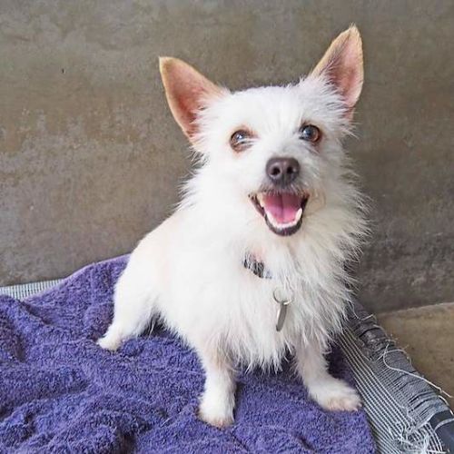 Winston - Chihuahua (Long Coat) Dog