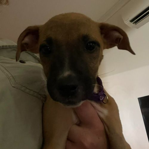 Cebu - Mixed breed Dog