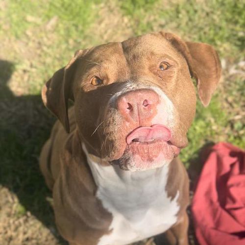 Pepe - American Staffordshire Terrier Dog