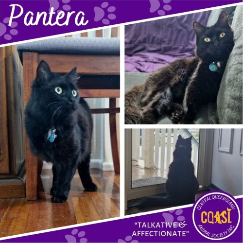 Pantera - Domestic Short Hair (DSH) Cat