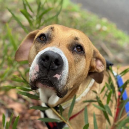 Honey - Great Dane Dog