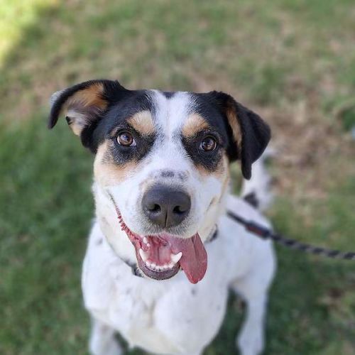 Didi - Australian Cattle Dog