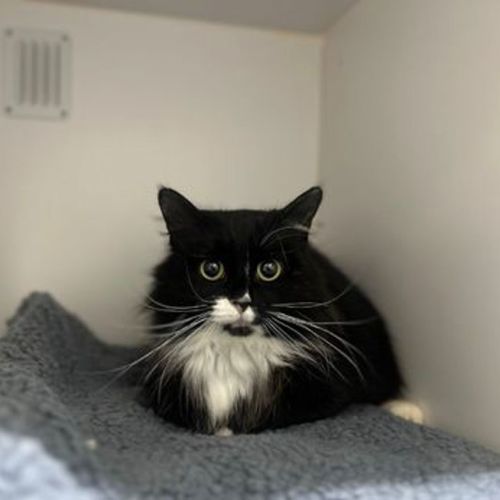 Chickpea - Domestic Longhair Cat