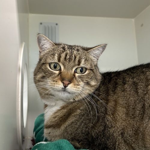Charli - Domestic Short Hair Cat