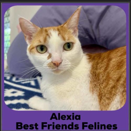 Alexia - Domestic Short Hair Cat