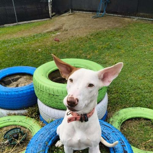 Twixi - Australian Cattle Dog