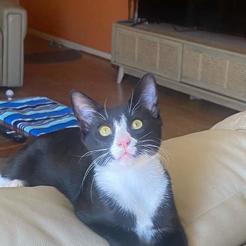 Batman - Domestic Short Hair (DSH) Cat