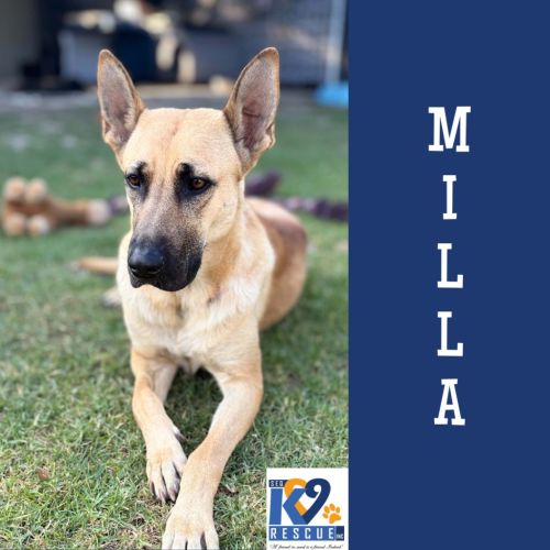 Milla - German Shepherd Dog