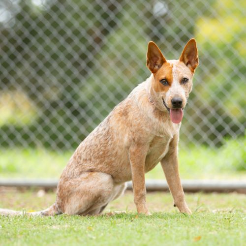 Bingo - Australian Cattledog