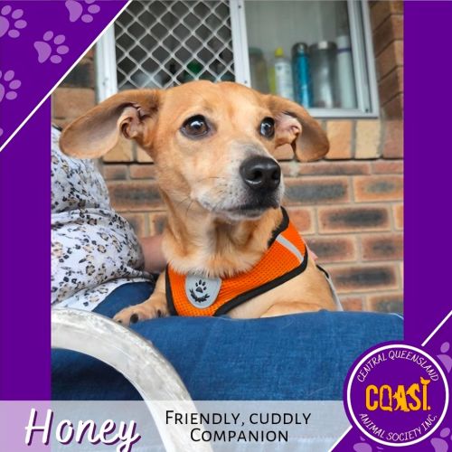 Honey - Dachshund x Fox Terrier Dog